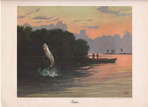 Tarpon